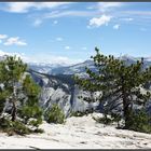 Krüppelkiefern oberhalb des North Dome/Yosemite N.P.