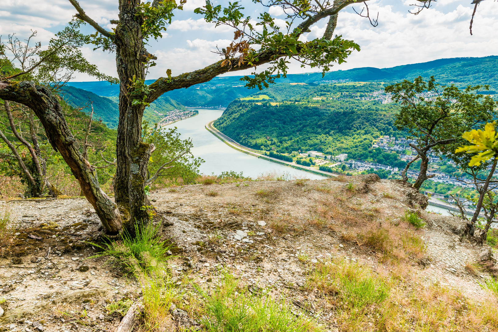 Krüppelwald am Mittelrhein 06