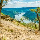 Krüppelwald am Mittelrhein 40