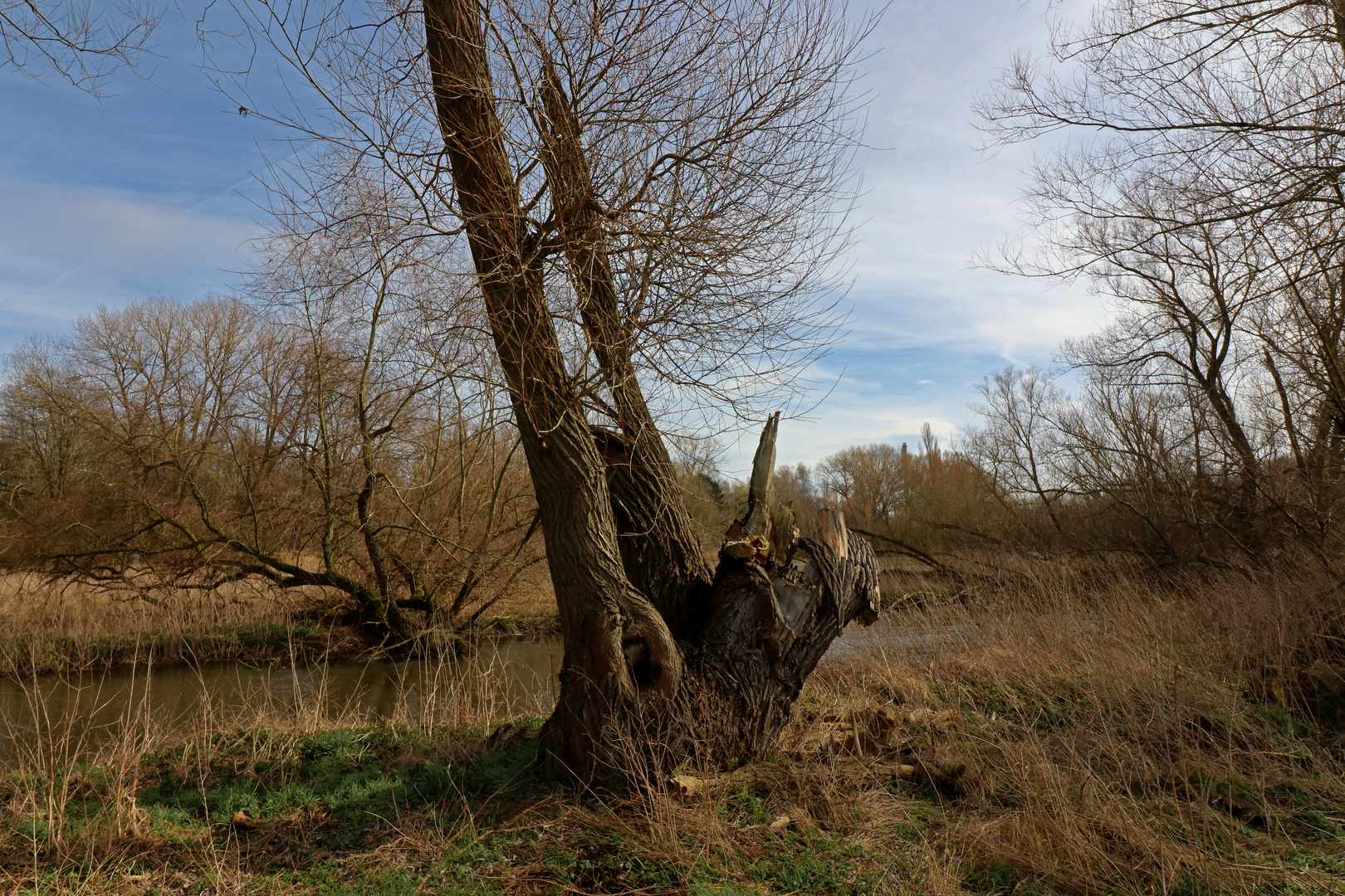 Krüppelweide am Ufer 