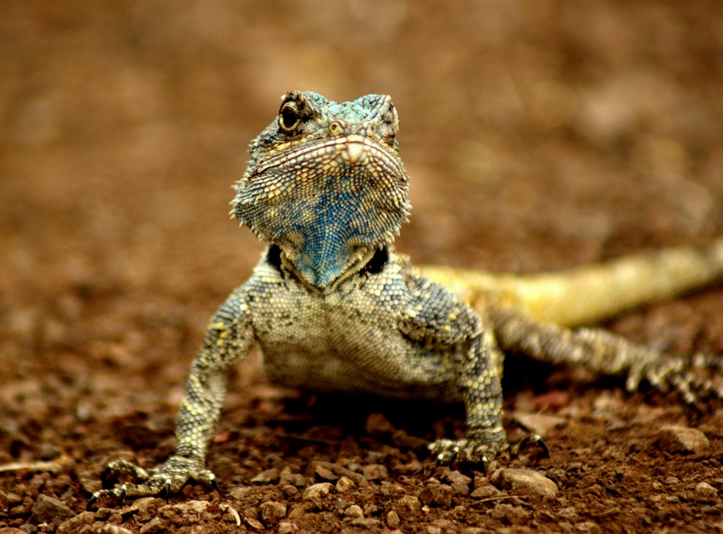 Kruger Agama