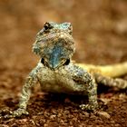 Kruger Agama