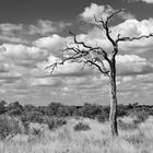 Kruger I SW