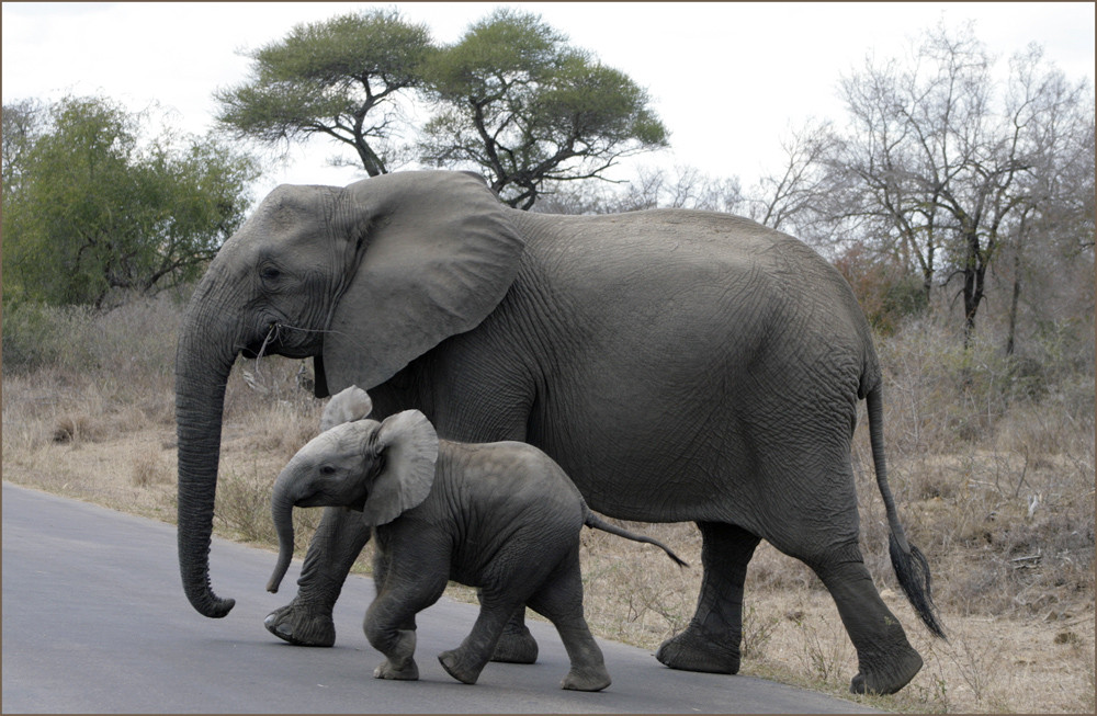 Kruger National Park 2007