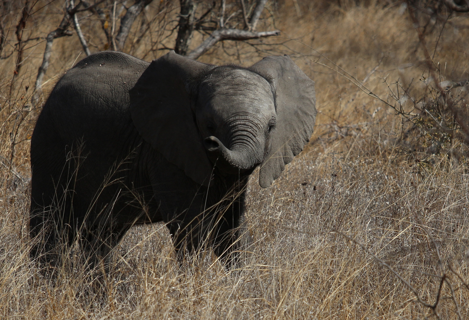 Kruger National Park