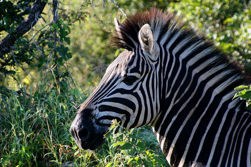 Kruger National Park