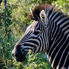 Kruger National Park