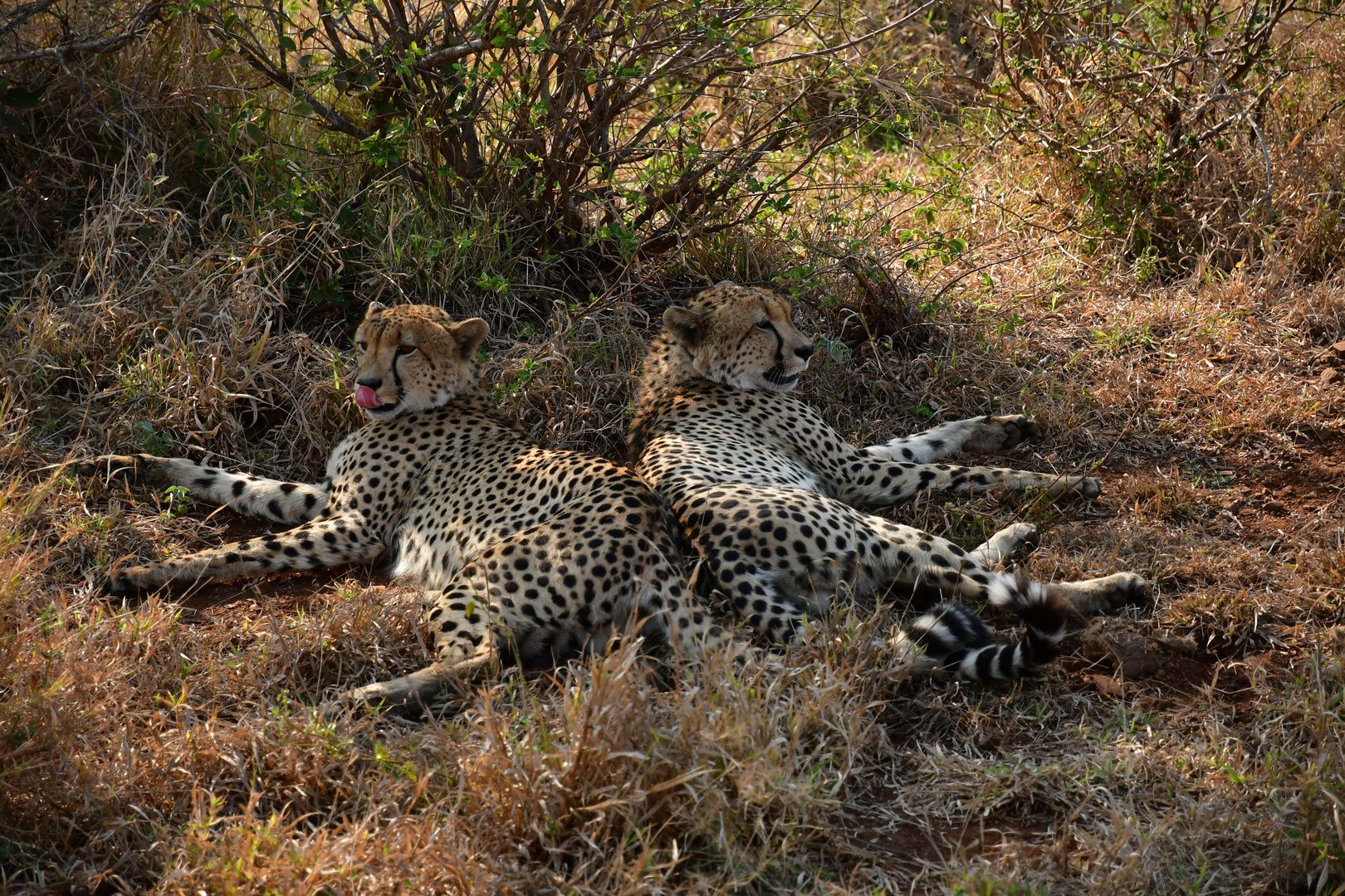 Kruger National Park