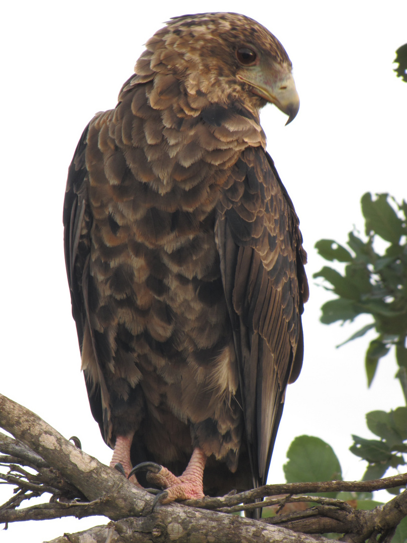 Kruger National Park - Jan 2010