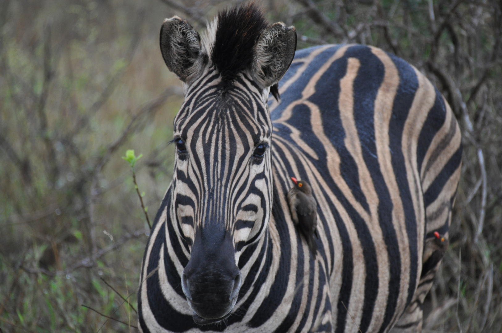 Kruger National Park Zebra