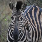 Kruger National Park Zebra