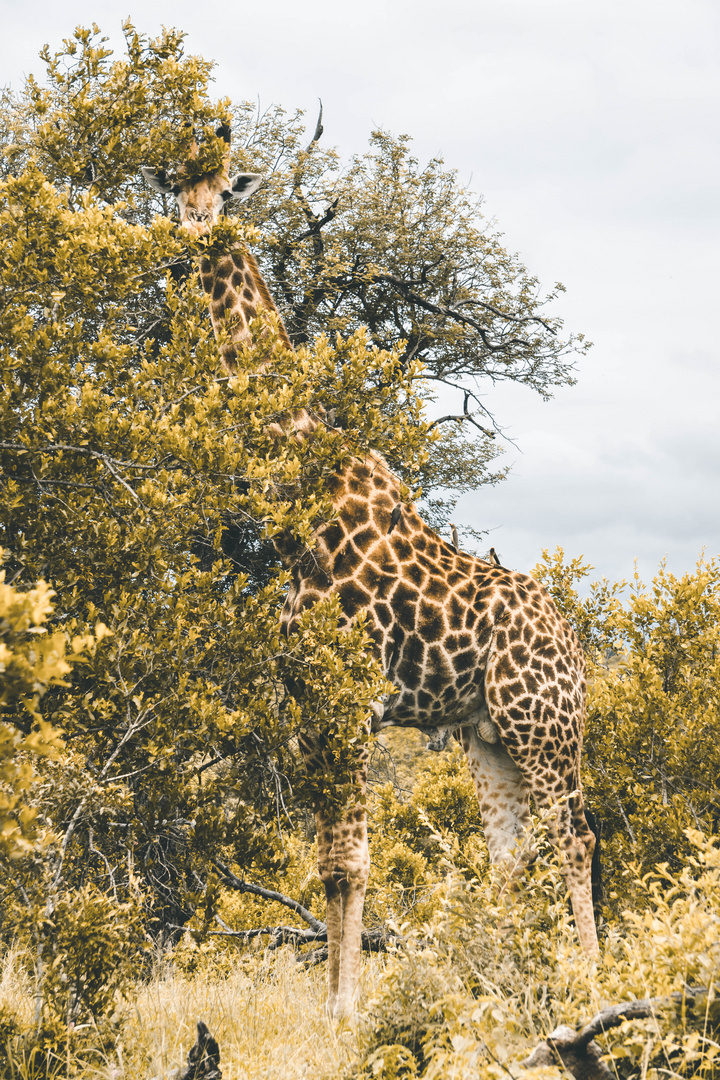 Kruger Nationalpark