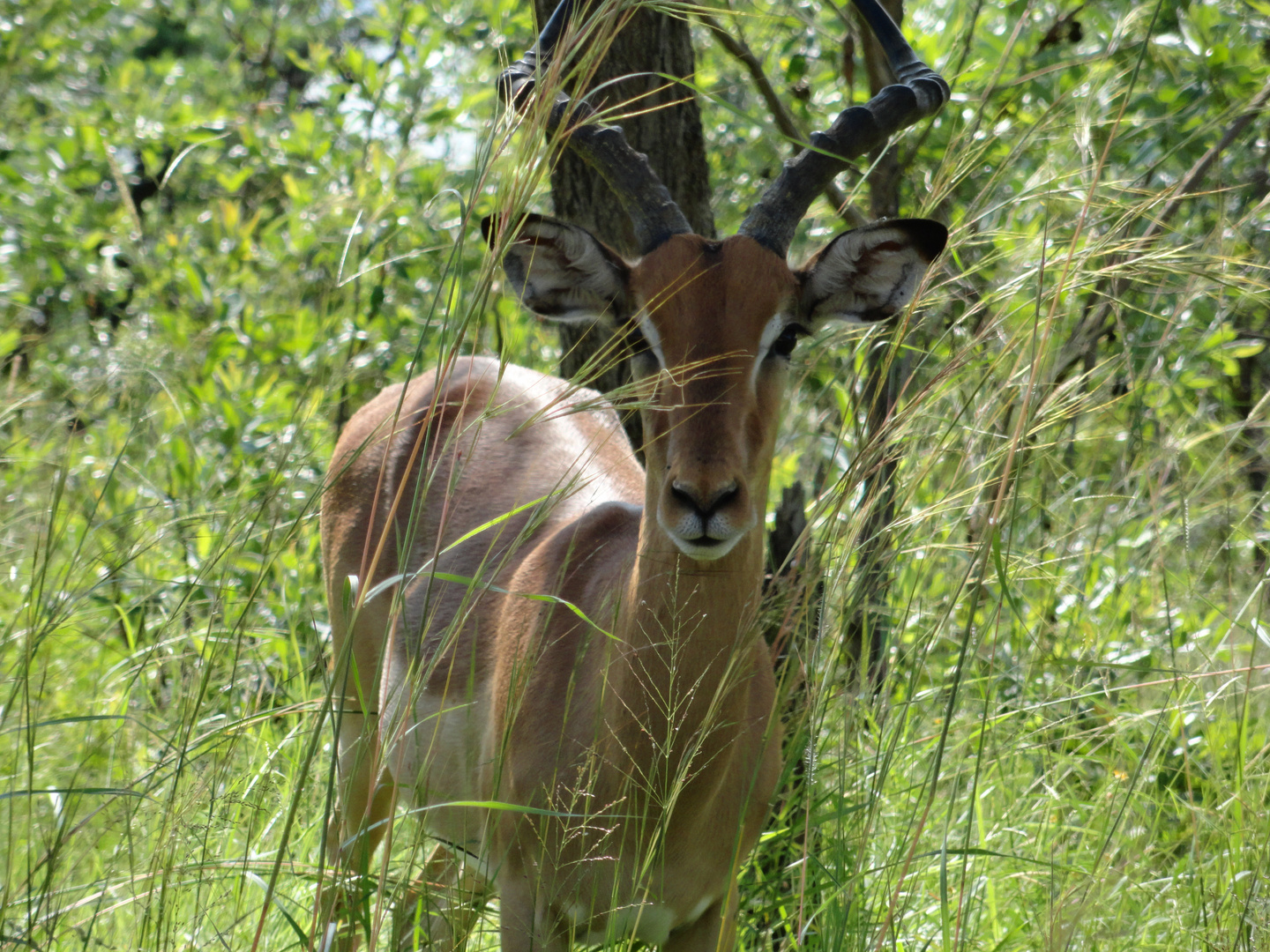 Kruger Nationalpark