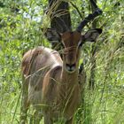 Kruger Nationalpark