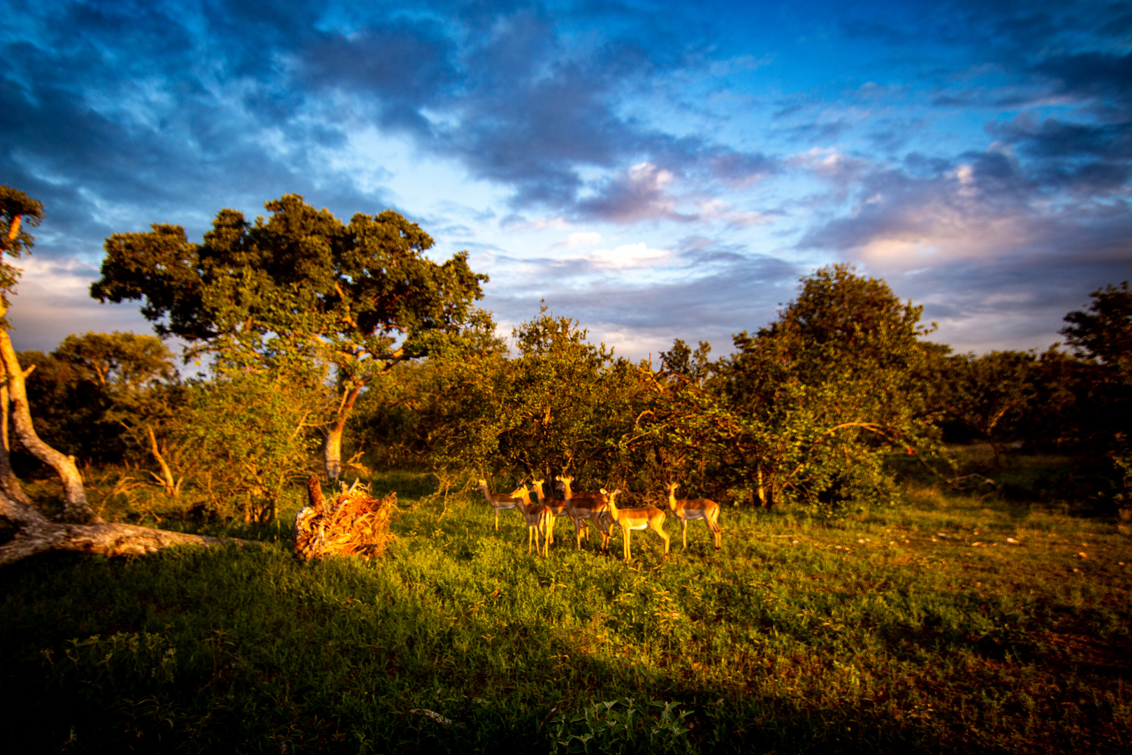 Kruger Nationalpark