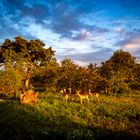 Kruger Nationalpark