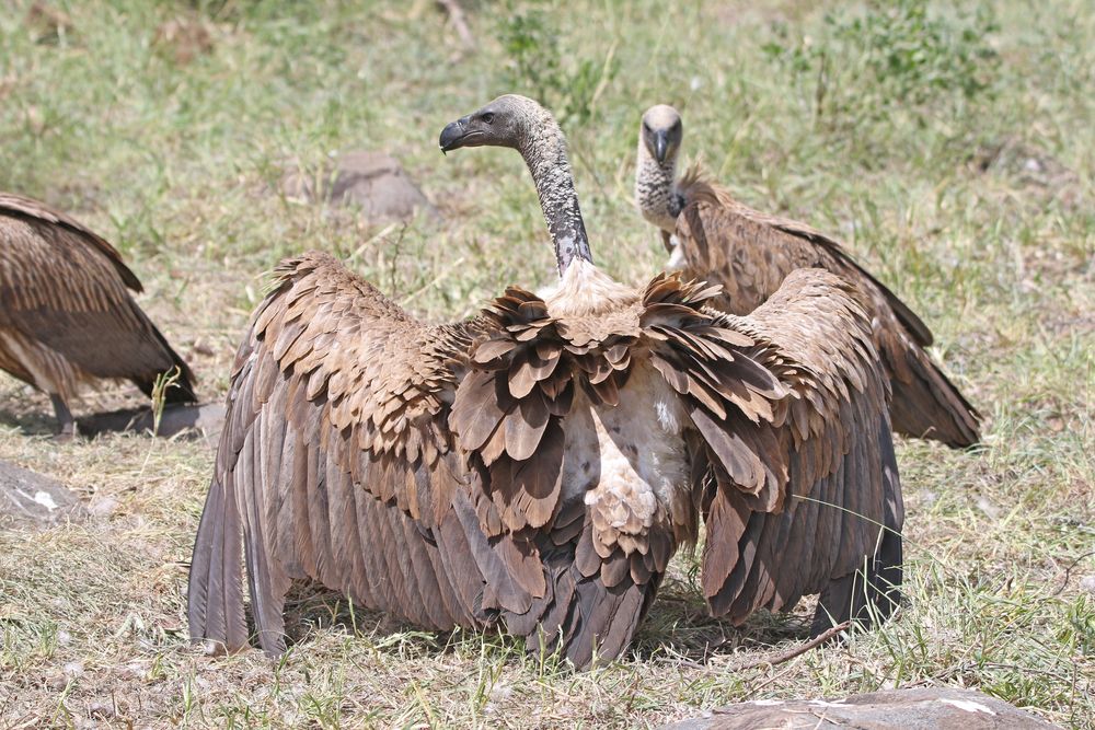 Kruger NP