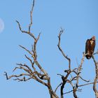 Kruger NP