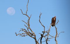 Kruger NP