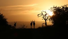 Kruger NP