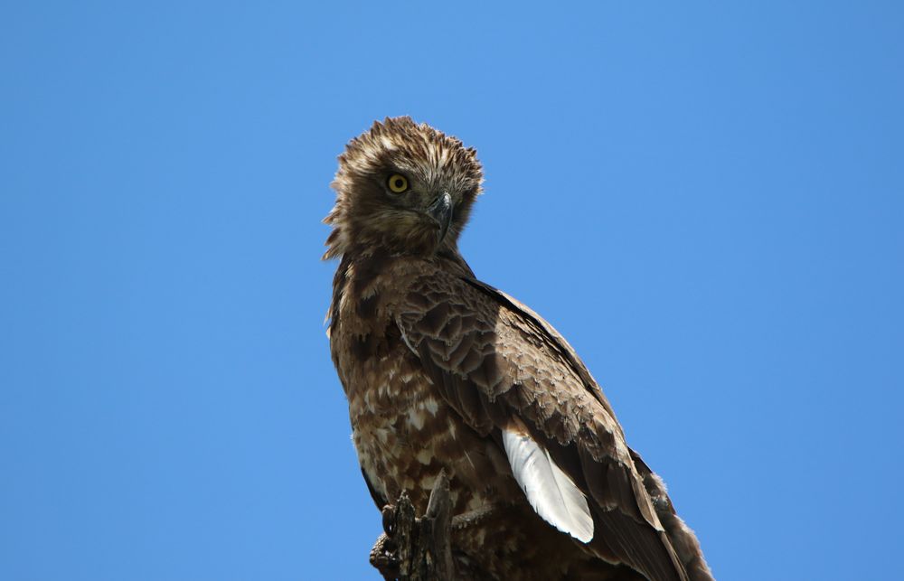 Kruger NP