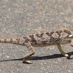 Kruger NP