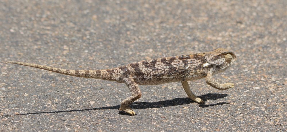 Kruger NP