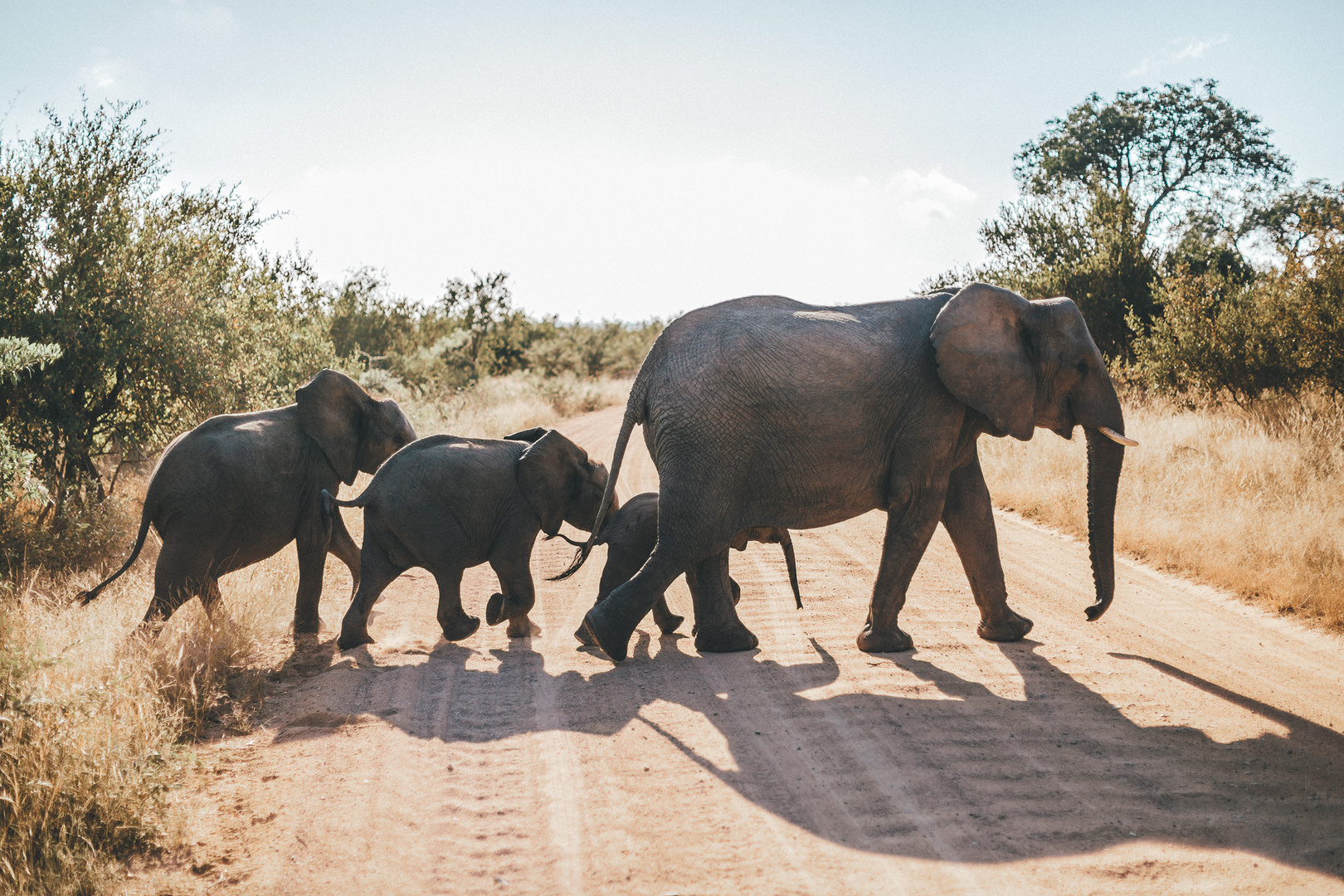 Kruger NP