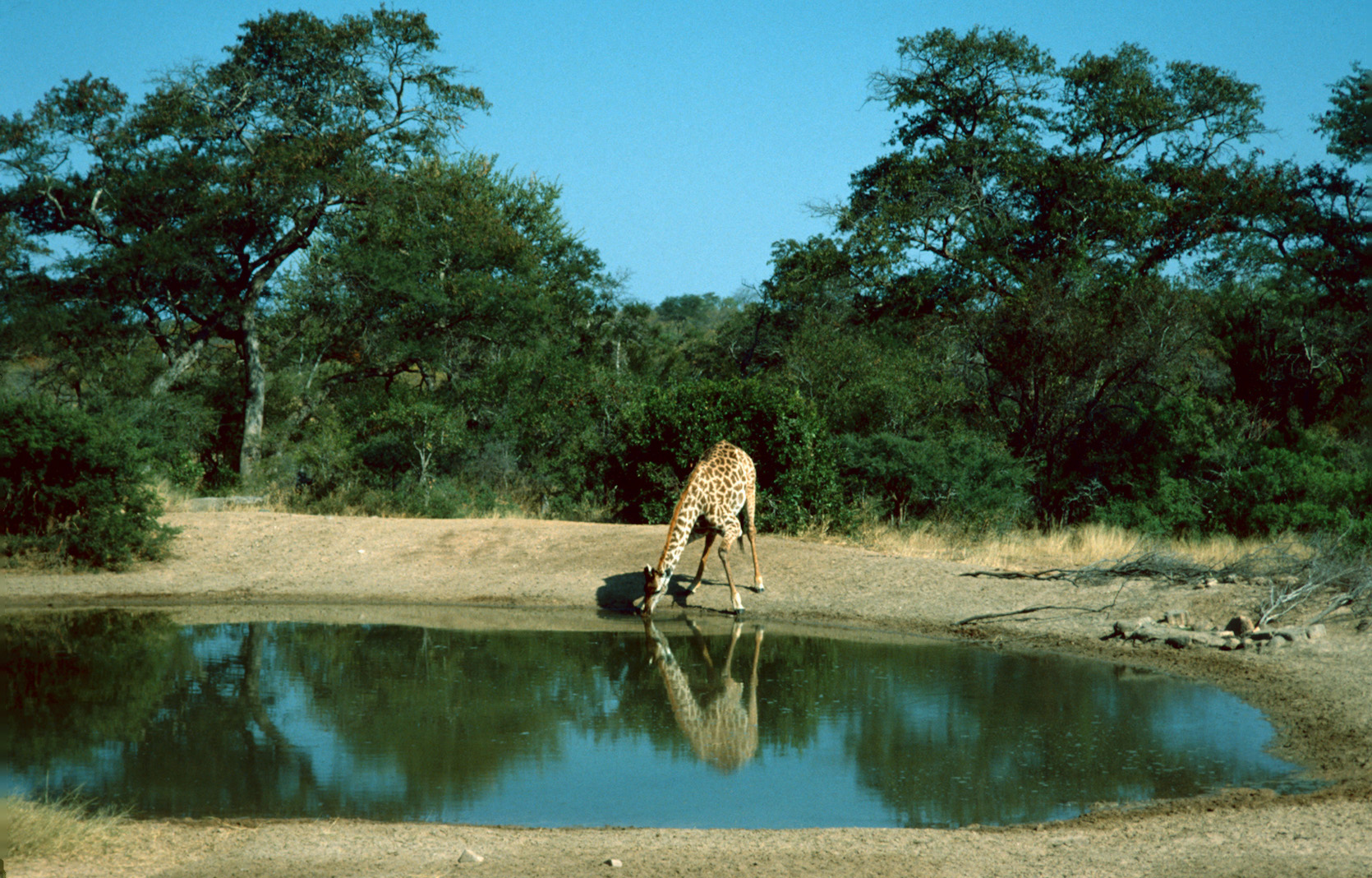 Kruger Park - 1991