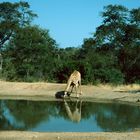 Kruger Park - 1991
