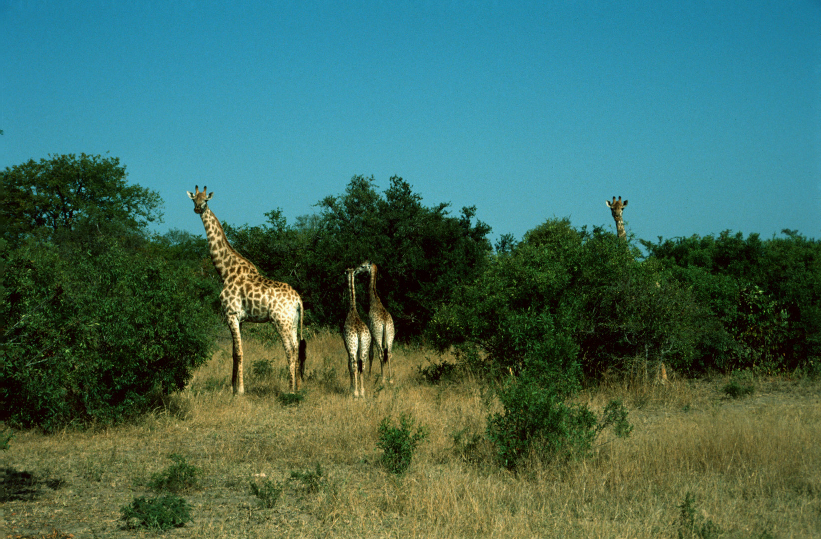 Kruger Park - 1991