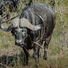 Kruger Park - Afrikanischer Büffel