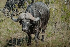 Kruger Park - Afrikanischer Büffel