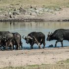 Kruger Park - Büffel am Wasserloch