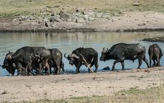 Kruger Park - Büffel am Wasserloch