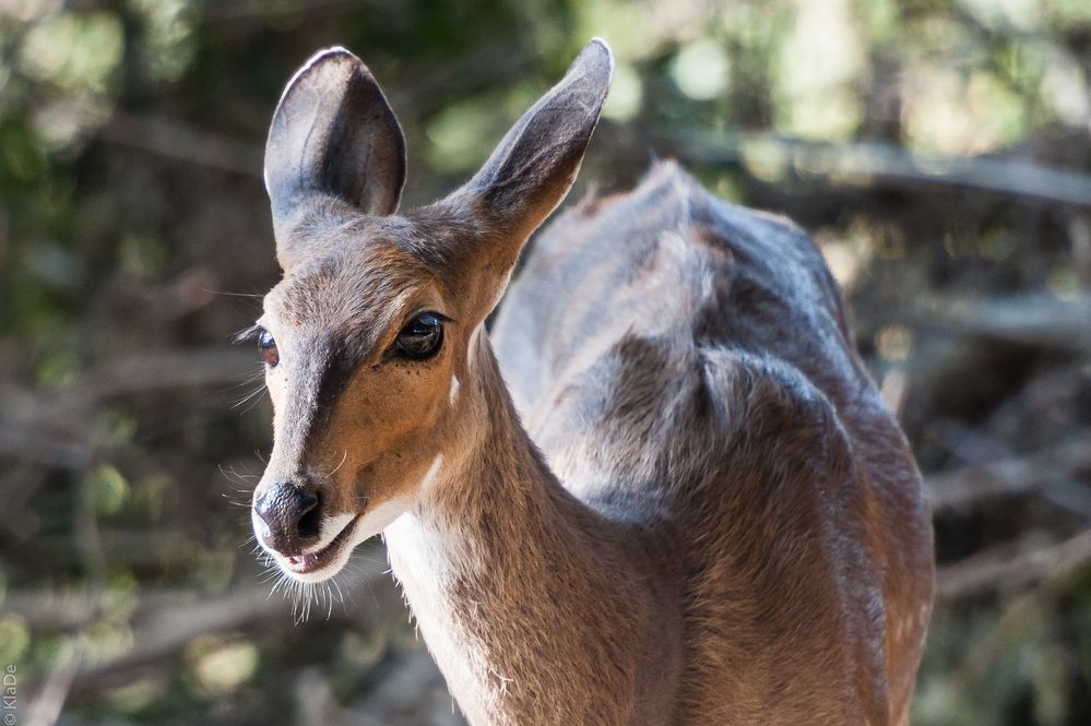 Kruger Park - Buschbock