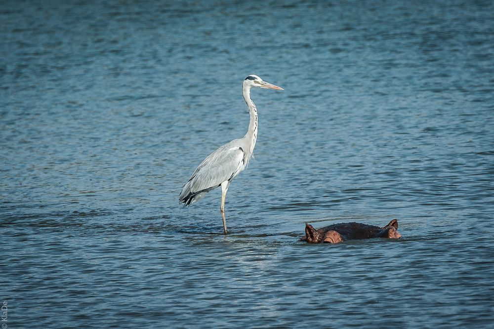 Kruger Park - Der Fischreiher und sein Wirt