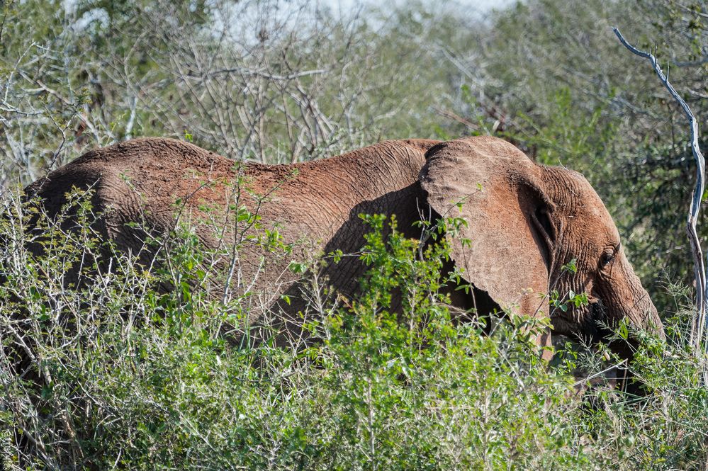 Kruger Park - Dickhäuter gepudert