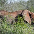 Kruger Park - Dickhäuter gepudert