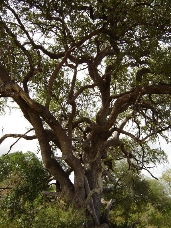 Kruger Park, ein MUSS in South Africa