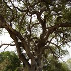 Kruger Park, ein MUSS in South Africa