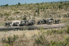 Kruger Park - Elefantenherde