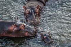 Kruger Park - Flusspferde fürsörglich
