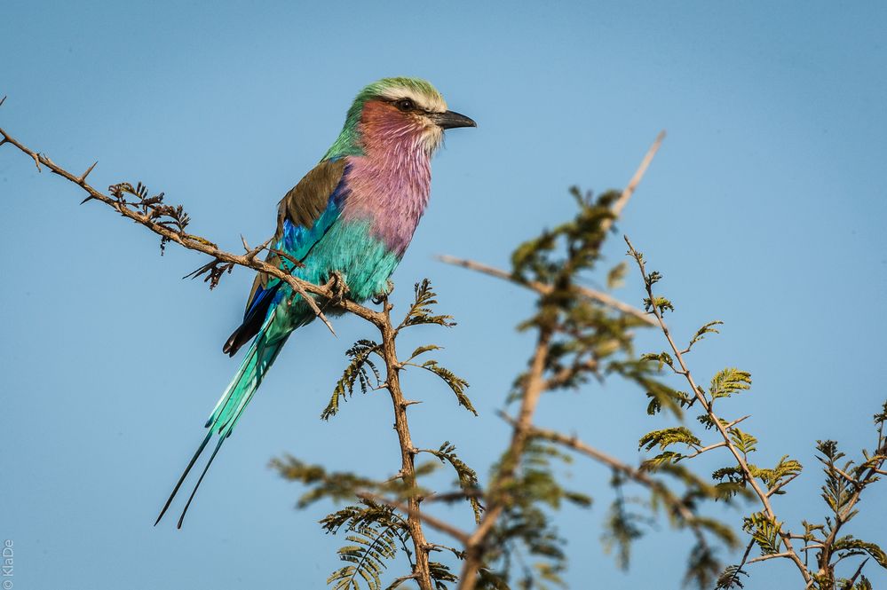 Kruger Park - Gabelracke