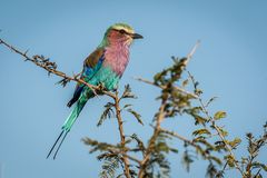 Kruger Park - Gabelracke