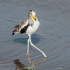 Kruger Park - Gelblappen-Kiebitz