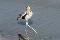 Kruger Park - Gelblappen-Kiebitz