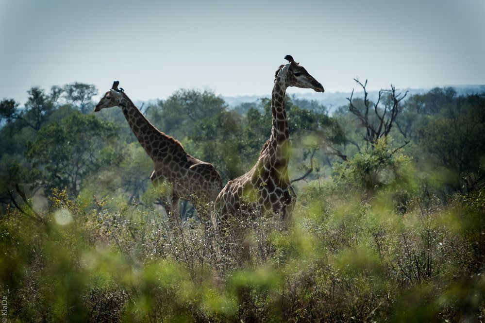 Kruger Park - Giraffen