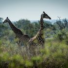 Kruger Park - Giraffen