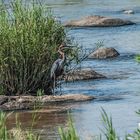 Kruger Park - Goliath-Reiher